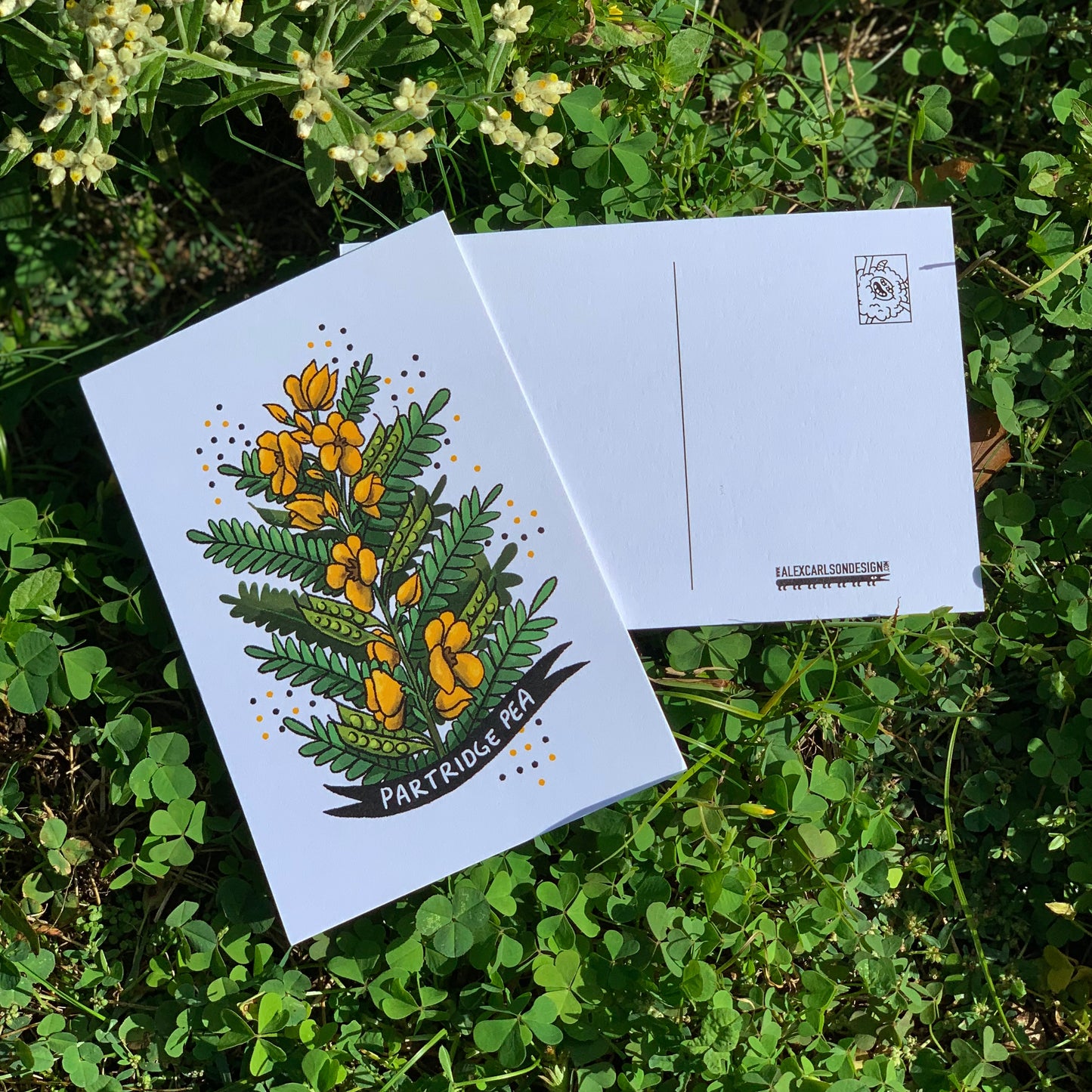 Garden Flower 5x7 Postcards