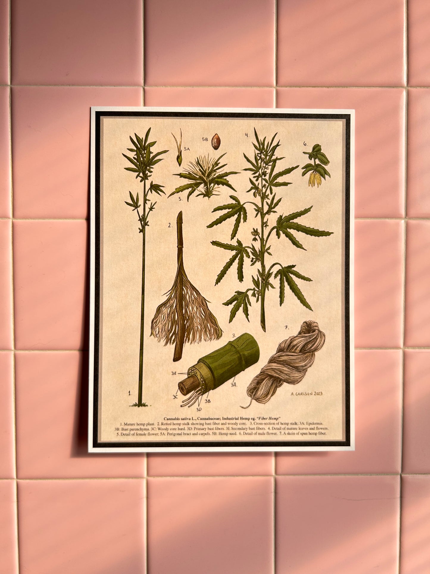 Botanical Hemp Illustration 8x10 Print