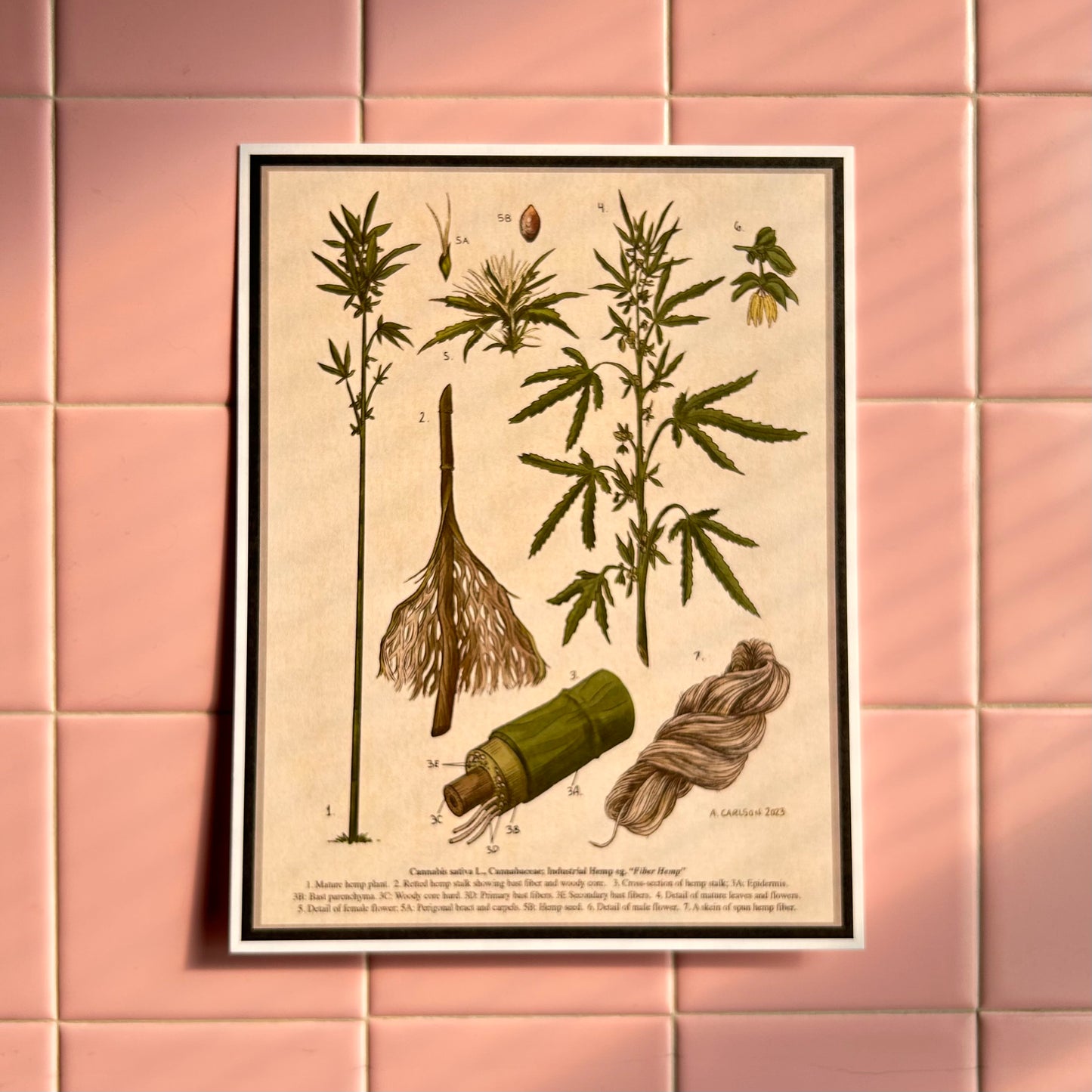 Botanical Hemp Illustration 8x10 Print